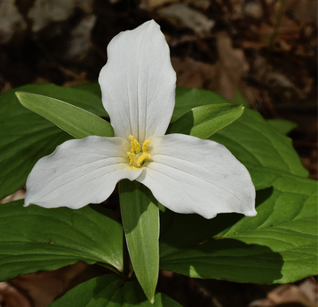 Trillium