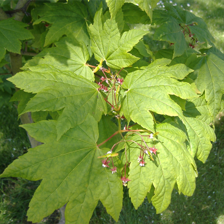 Vine Maple