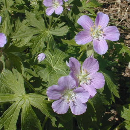 Wild Geranium