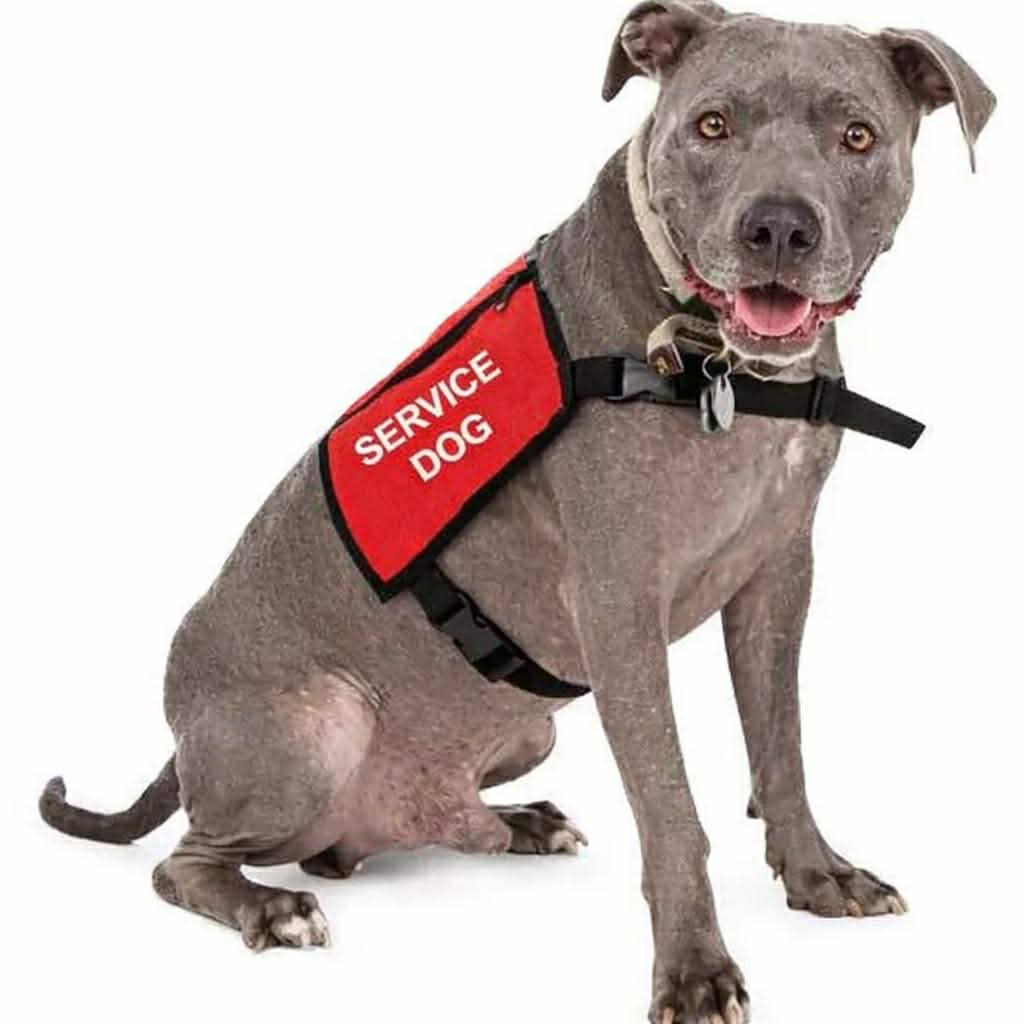 Service Dog