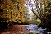A serene Millstone river flowing through forested Bowen Park with trees showcasing vibrant autumn foliage and fallen leaves covering the ground.