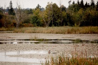 A lone duck swimming in a calm Buttertube marsh surrounded by tall grasses and dense trees in early autumn.