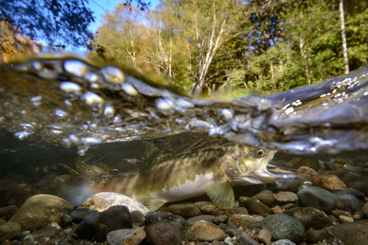 salmon spawning