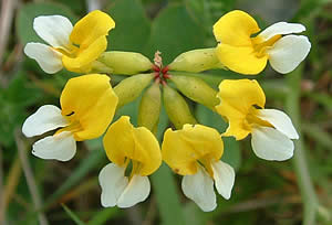 lotus_pinnatus_300 lotus_pinnatus_300