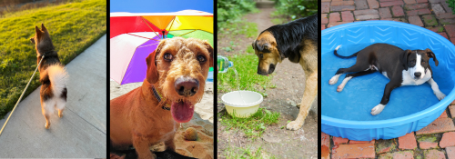 Dogs staying cool by drinking water, resting in a kiddie pool, walking in the evening, and under the shade of a sun umbrella