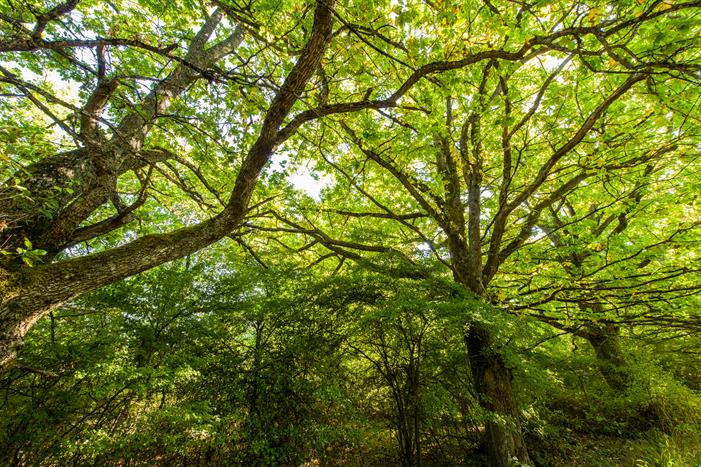 Buttertubs trees