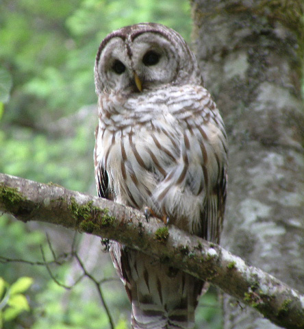 Barred owl in a tree