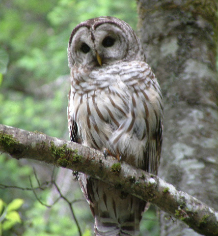 BarredOwl (2)