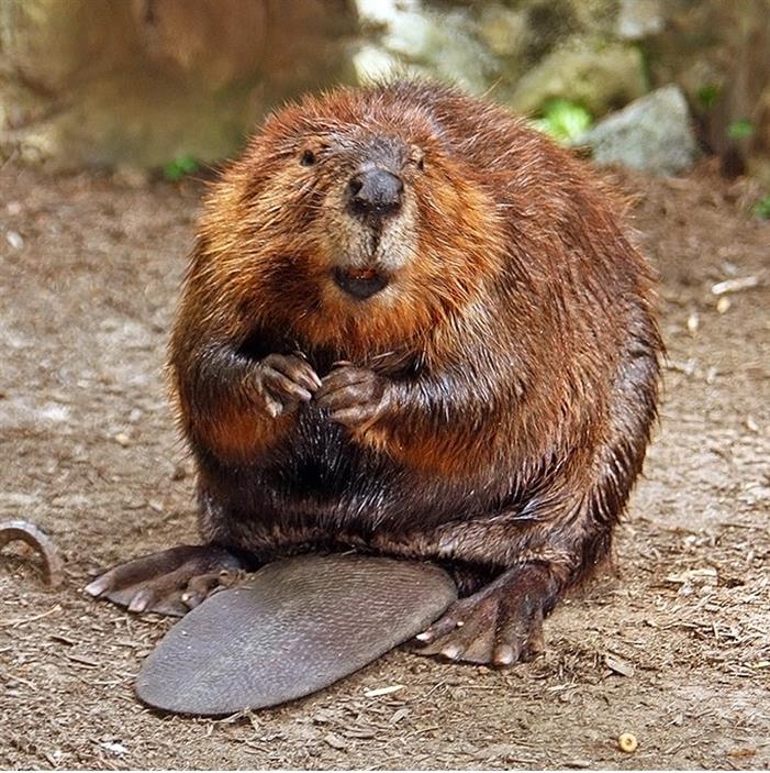 Beaver (2)