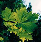 bigleafmaple_leaf