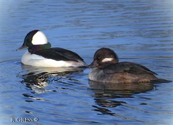 BuffleheadPair
