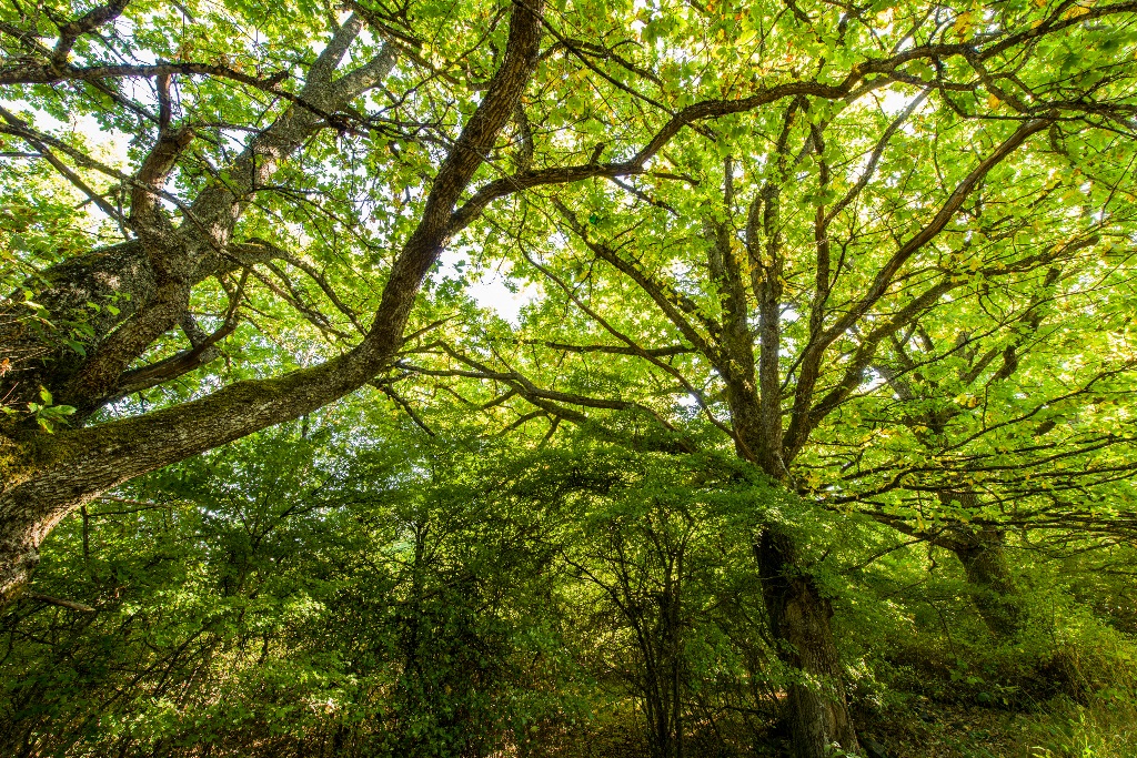 Buttertubs trees