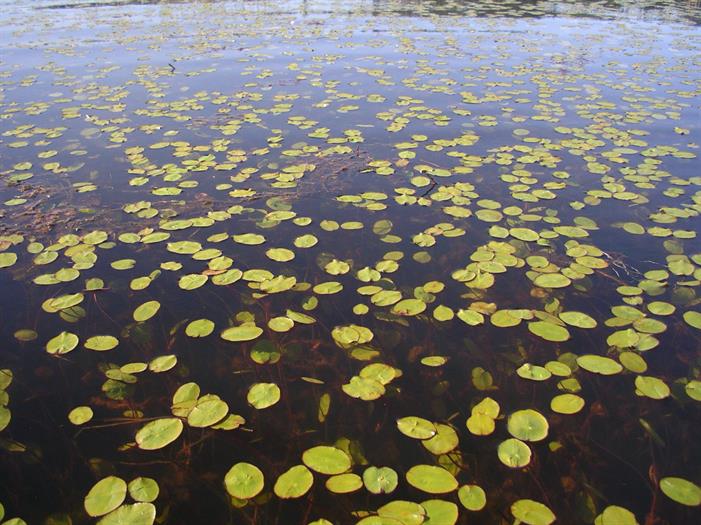 Buttertubs