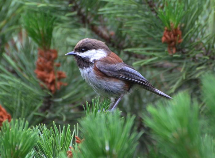 chickadee