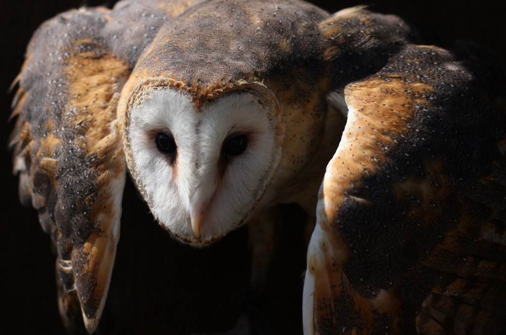 Barn owl
