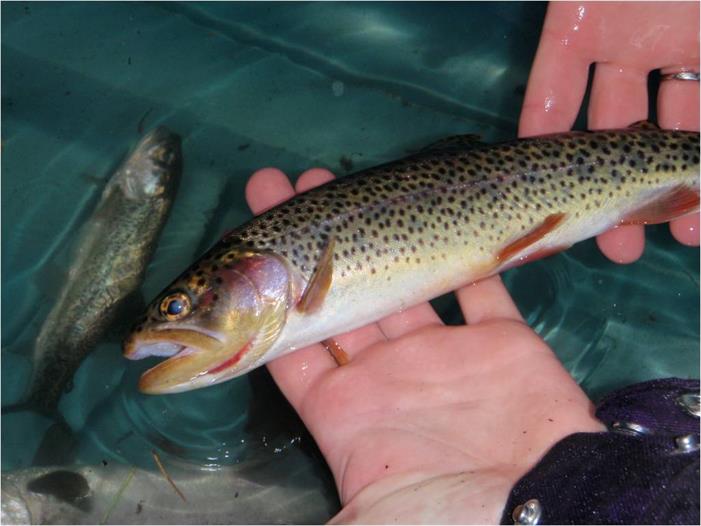 cutthroattrout