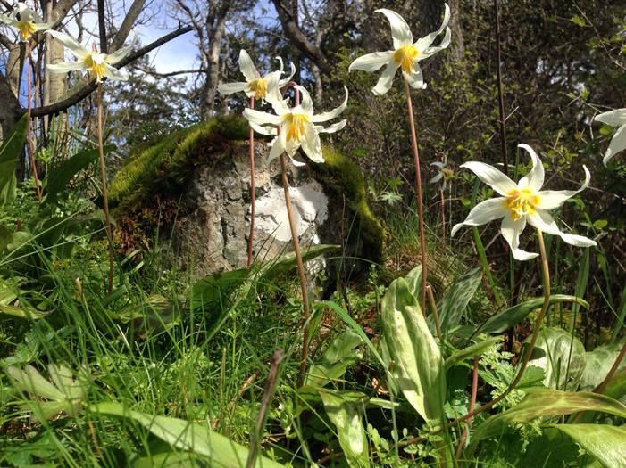 Easterlilies