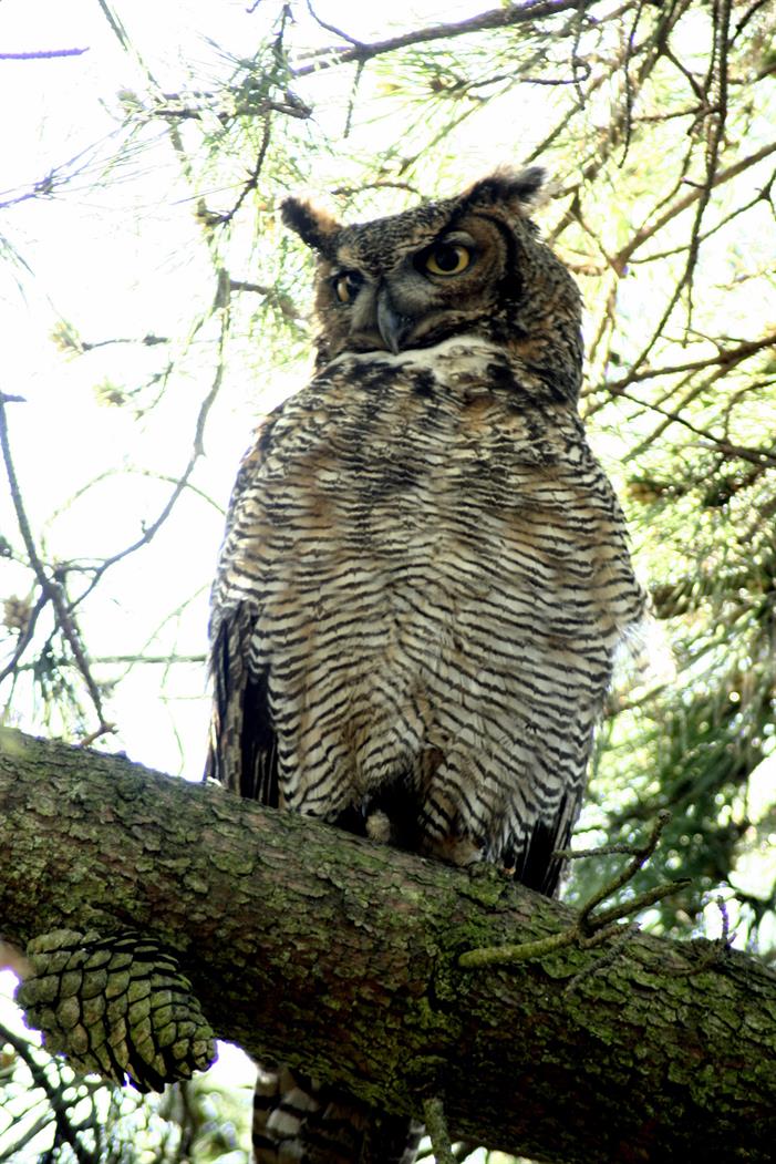 Great-horned-owl-sitting