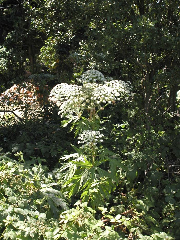 Hogweed1 Hogweed1