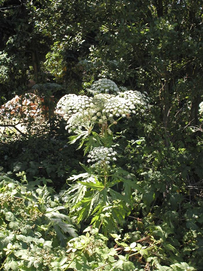 Hogweed1