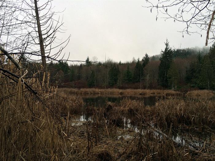 marsh
