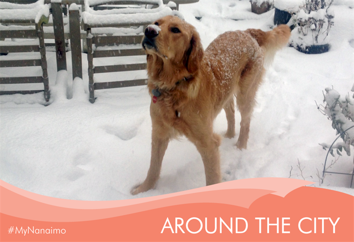 Around the City header image of dog in snow
