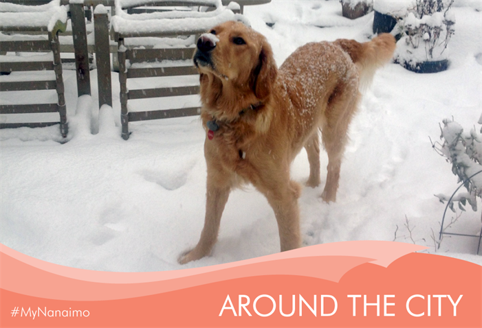 Around-the-City-snow-dog Around the City header image of dog in snow
