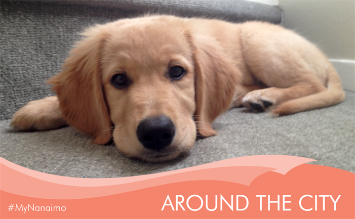 Around-the-City-puppy Around the City header image of a puppy