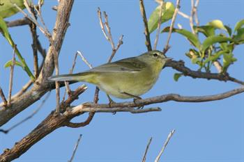 OrangecrownedWarbler