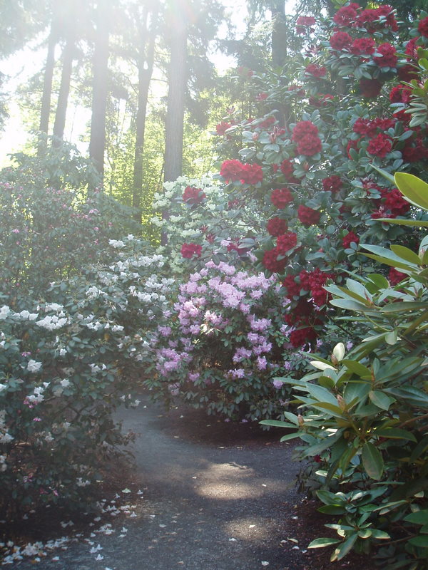 Hailey Rhododendron Grove