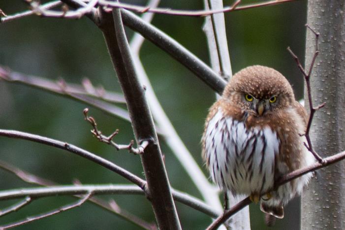 Pygmy_(Glaucidium)_owl