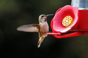 Rufoushummingbird