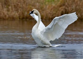 TrumpeterSwan