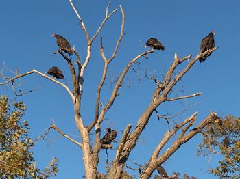 TurkeyVultures