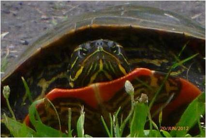 turtle turtle
