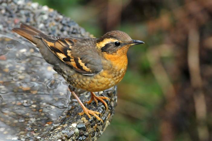 variedthrush variedthrush