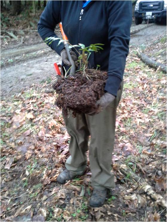 VolunteerPlantSalvager