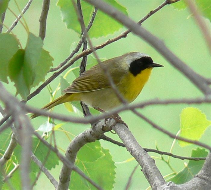 yellowthroat